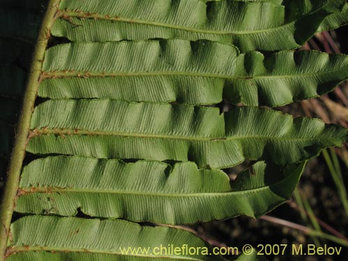 Blechnum chilenseの写真