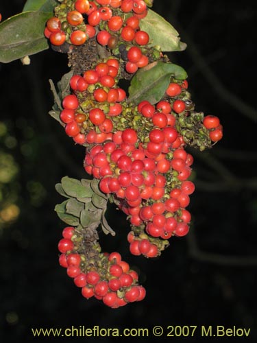 Imágen de Ercilla sp. #1025 (). Haga un clic para aumentar parte de imágen.