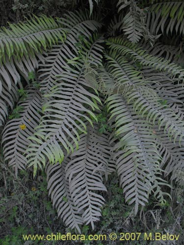 Blechnum magellanicumの写真