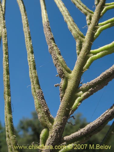 Imágen de Blechnum magellanicum (). Haga un clic para aumentar parte de imágen.