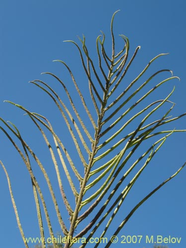 Imágen de Blechnum magellanicum (). Haga un clic para aumentar parte de imágen.