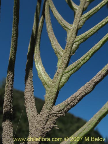 Image of Blechnum magellanicum (). Click to enlarge parts of image.