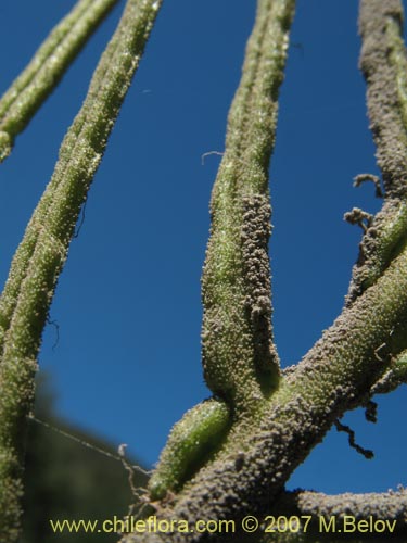 Фотография Blechnum magellanicum (). Щелкните, чтобы увеличить вырез.