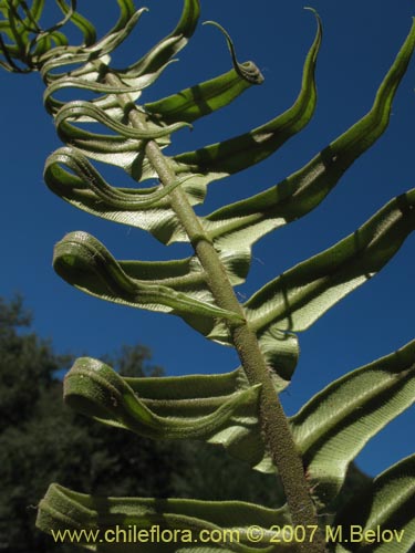 Imágen de Blechnum magellanicum (). Haga un clic para aumentar parte de imágen.