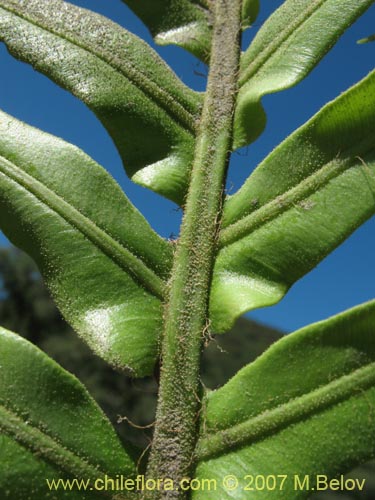 Фотография Blechnum magellanicum (). Щелкните, чтобы увеличить вырез.