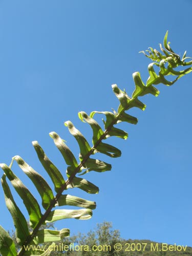 Фотография Blechnum magellanicum (). Щелкните, чтобы увеличить вырез.