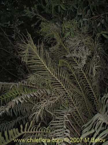 Imágen de Blechnum magellanicum (). Haga un clic para aumentar parte de imágen.