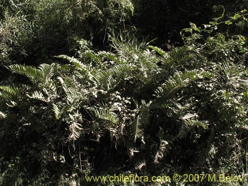 Blechnum sp. #1031의 사진