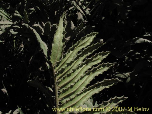 Image of Blechnum sp. #1031 (). Click to enlarge parts of image.