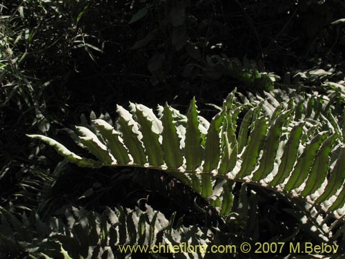 Blechnum sp. #1031の写真