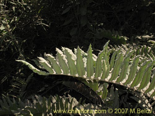 Imágen de Blechnum sp. #1031 (). Haga un clic para aumentar parte de imágen.