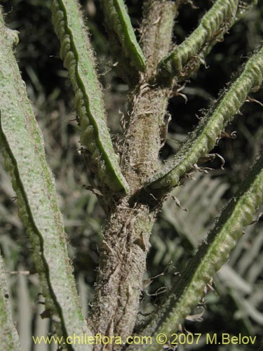 Bild von Blechnum sp. #1031 (). Klicken Sie, um den Ausschnitt zu vergrössern.