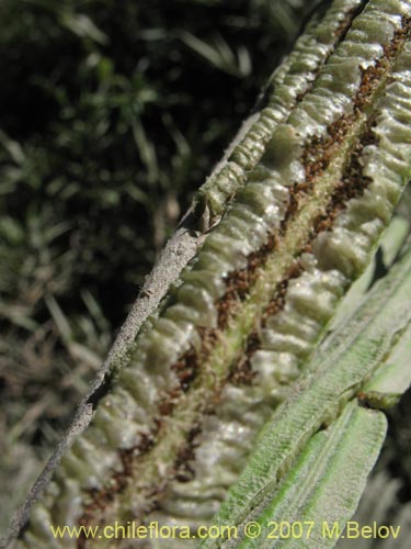 Imágen de Blechnum sp. #1031 (). Haga un clic para aumentar parte de imágen.