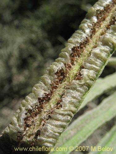 Фотография Blechnum sp. #1031 (). Щелкните, чтобы увеличить вырез.