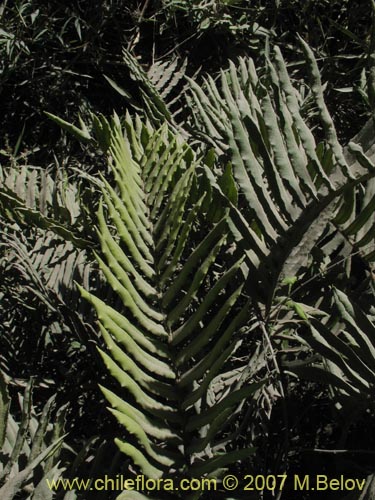 Image of Blechnum 1031 (). Click to enlarge parts of image.
