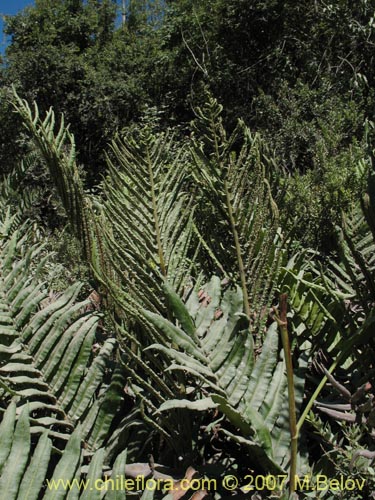 Blechnum sp. #1031の写真