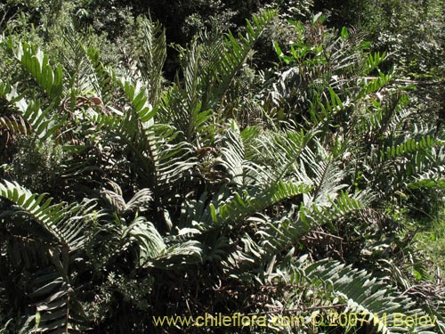 Blechnum sp. #1031の写真