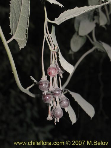 Bild von Berberidopsis corallina (Michay rojo). Klicken Sie, um den Ausschnitt zu vergrössern.