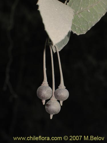 Image of Berberidopsis corallina (Michay rojo). Click to enlarge parts of image.