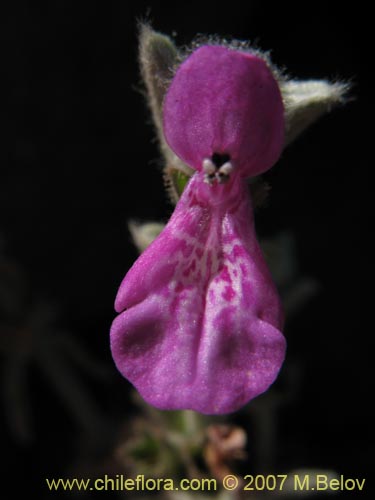 Image of Stachys sp.  #1343 (). Click to enlarge parts of image.