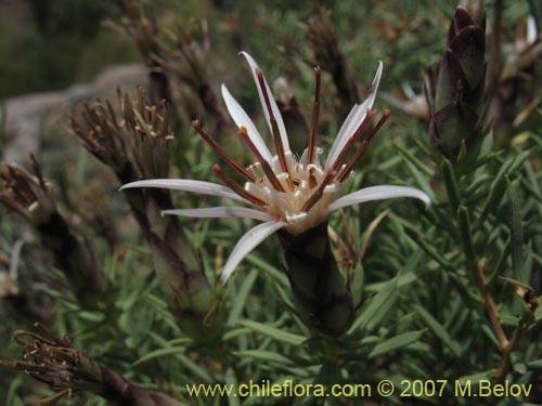 Image of Mutisia sp.   #1274 (). Click to enlarge parts of image.