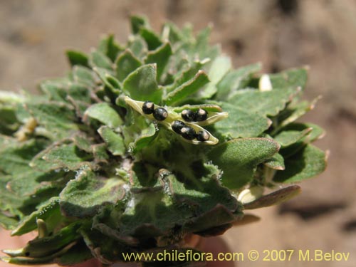 Image of Viola subandina (). Click to enlarge parts of image.