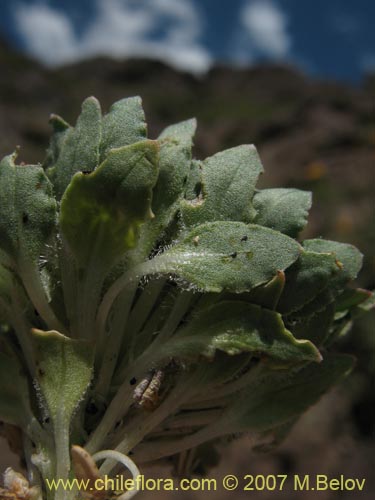 Image of Viola subandina (). Click to enlarge parts of image.