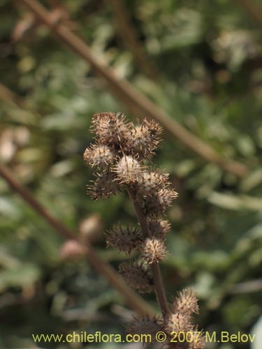 Imágen de Acaena splendens (Abrojo / Cadillo / Choncli / Amor seco / Cepacaballo). Haga un clic para aumentar parte de imágen.