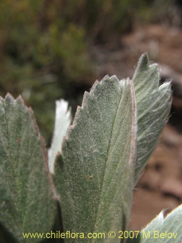 Acaena splendensの写真