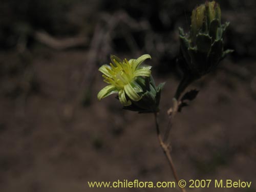 Bild von Chaetanthera euphrasioides (). Klicken Sie, um den Ausschnitt zu vergrössern.