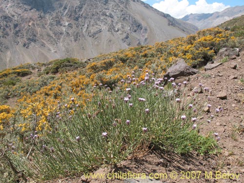 Imágen de Verbena #1024 (). Haga un clic para aumentar parte de imágen.