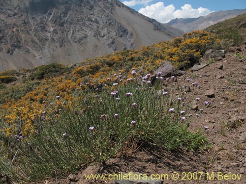 Imágen de Verbena #1024 (). Haga un clic para aumentar parte de imágen.