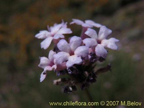 Bild von Verbena #1024 (). Klicken Sie, um den Ausschnitt zu vergrössern.