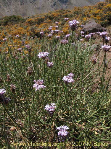 Imágen de Verbena #1024 (). Haga un clic para aumentar parte de imágen.