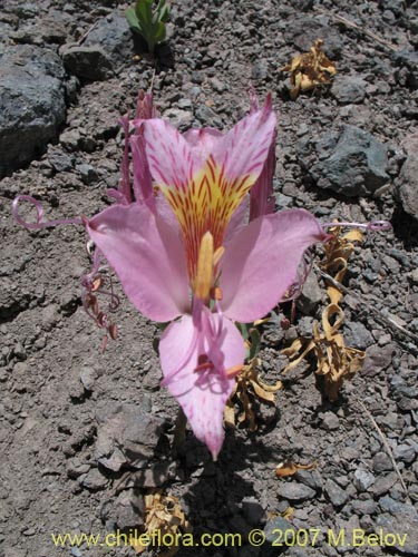 Image of Alstroemeria exerens (Alstroemeria). Click to enlarge parts of image.