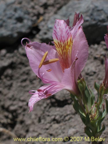 Image of Alstroemeria exerens (Alstroemeria). Click to enlarge parts of image.