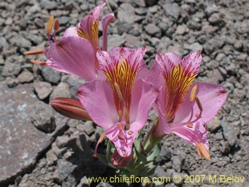 Image of Alstroemeria exerens (Alstroemeria). Click to enlarge parts of image.