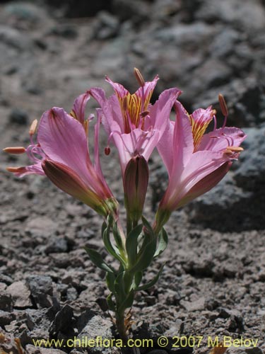 Image of Alstroemeria exerens (Alstroemeria). Click to enlarge parts of image.