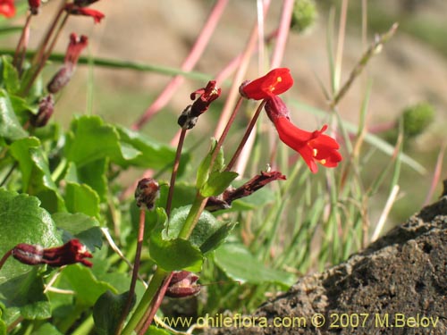 Ourisia poeppigii의 사진