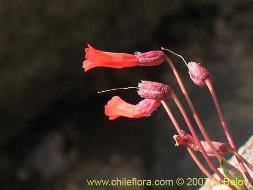 Bild von Ourisia poeppigii (Ourisia). Klicken Sie, um den Ausschnitt zu vergrössern.