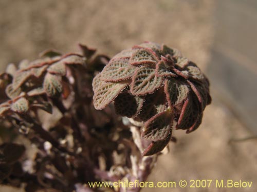 Bild von Viola volcanica (Violeta de los volcanes)