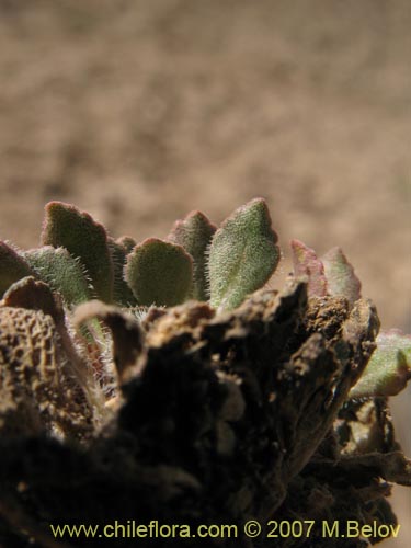 Bild von Viola volcanica (Violeta de los volcanes)
