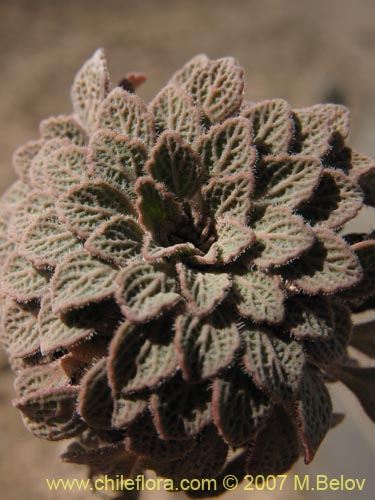 Bild von Viola volcanica (Violeta de los volcanes)