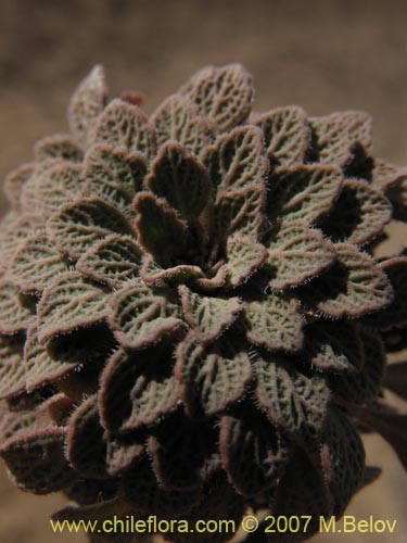Bild von Viola volcanica (Violeta de los volcanes)
