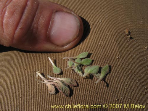 Bild von Viola volcanica (Violeta de los volcanes)