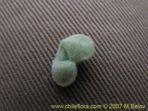 Bild von Viola volcanica (Violeta de los volcanes)