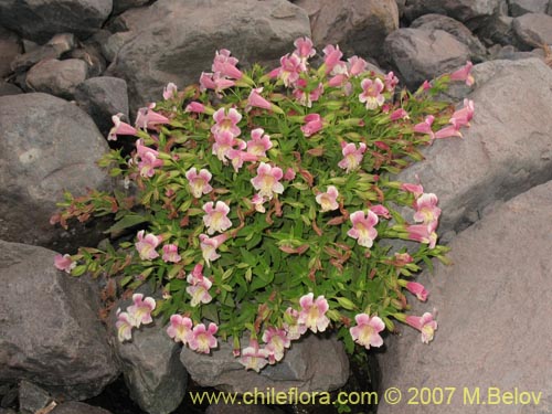 Bild von Mimulus naiandinus (Berro rosado). Klicken Sie, um den Ausschnitt zu vergrössern.