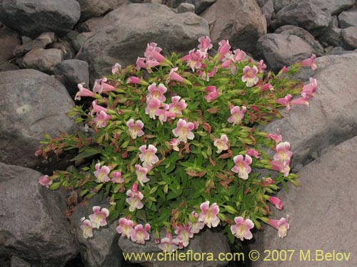 Bild von Mimulus naiandinus (Berro rosado). Klicken Sie, um den Ausschnitt zu vergrössern.