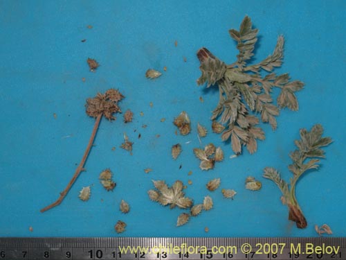 Image of Acaena sericea (). Click to enlarge parts of image.