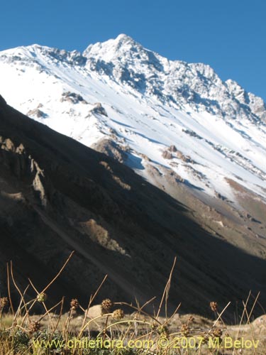 Imágen de Acaena sericea (). Haga un clic para aumentar parte de imágen.